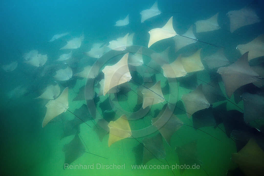 School of Pacific Cownose Ray
