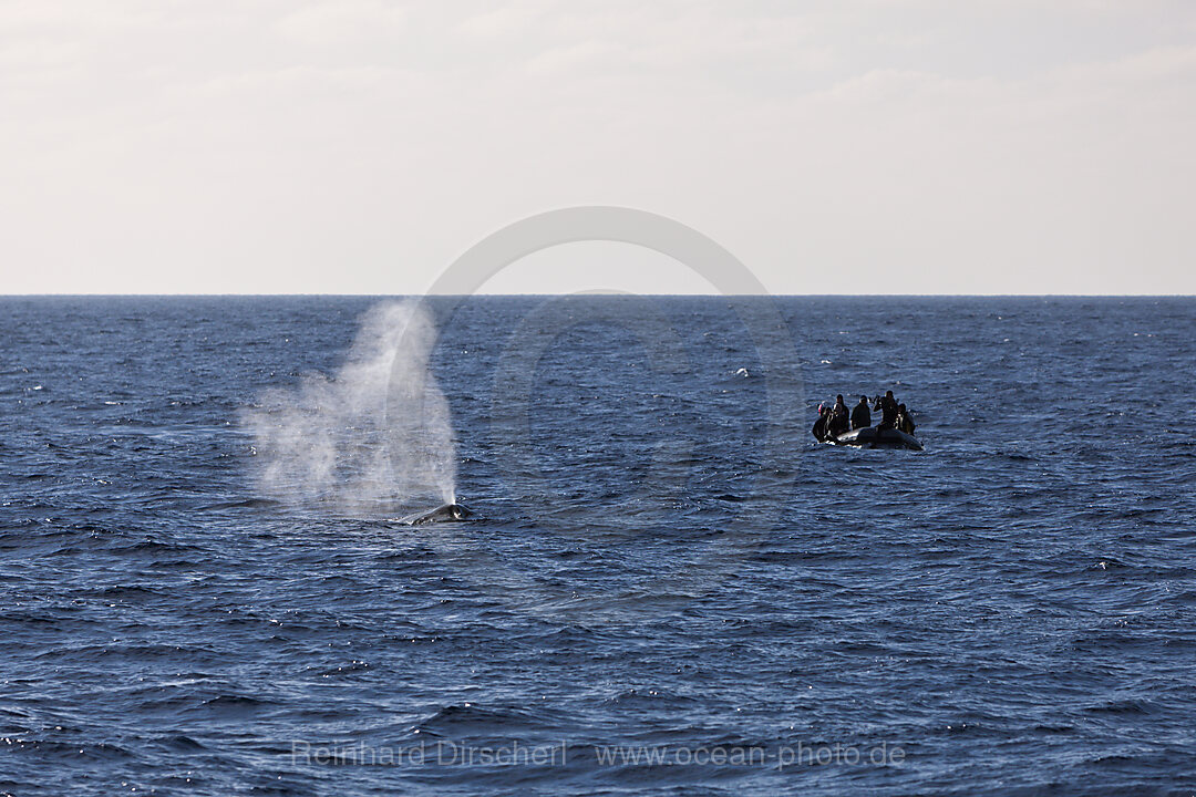 Whale watching near Socorro, n/a, Revillagigedo Islands, Mexico