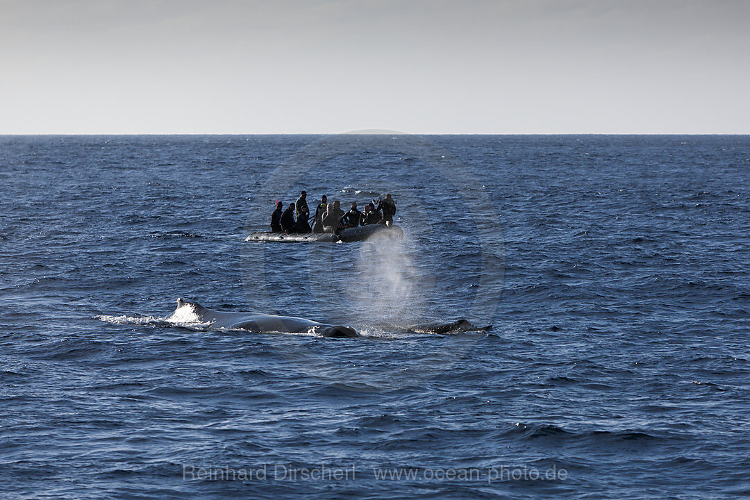 Whale watching near Socorro, n/a, Revillagigedo Islands, Mexico