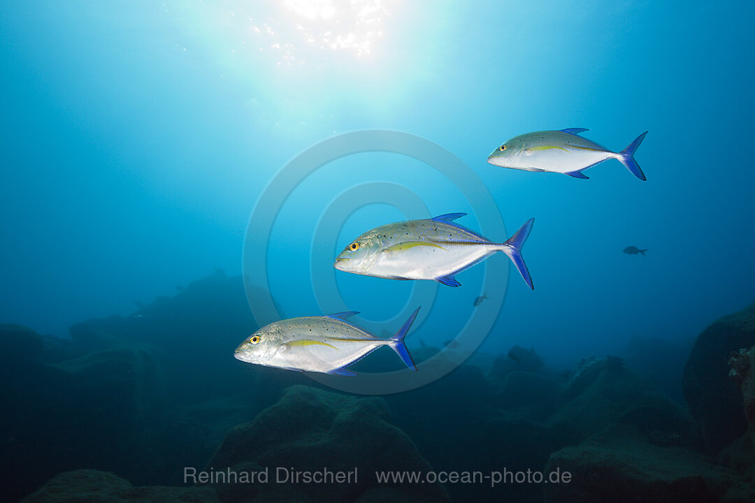 Bluefin Trevally, Caranx melampygus, San Benedicto Revillagigedo Islands, Mexico