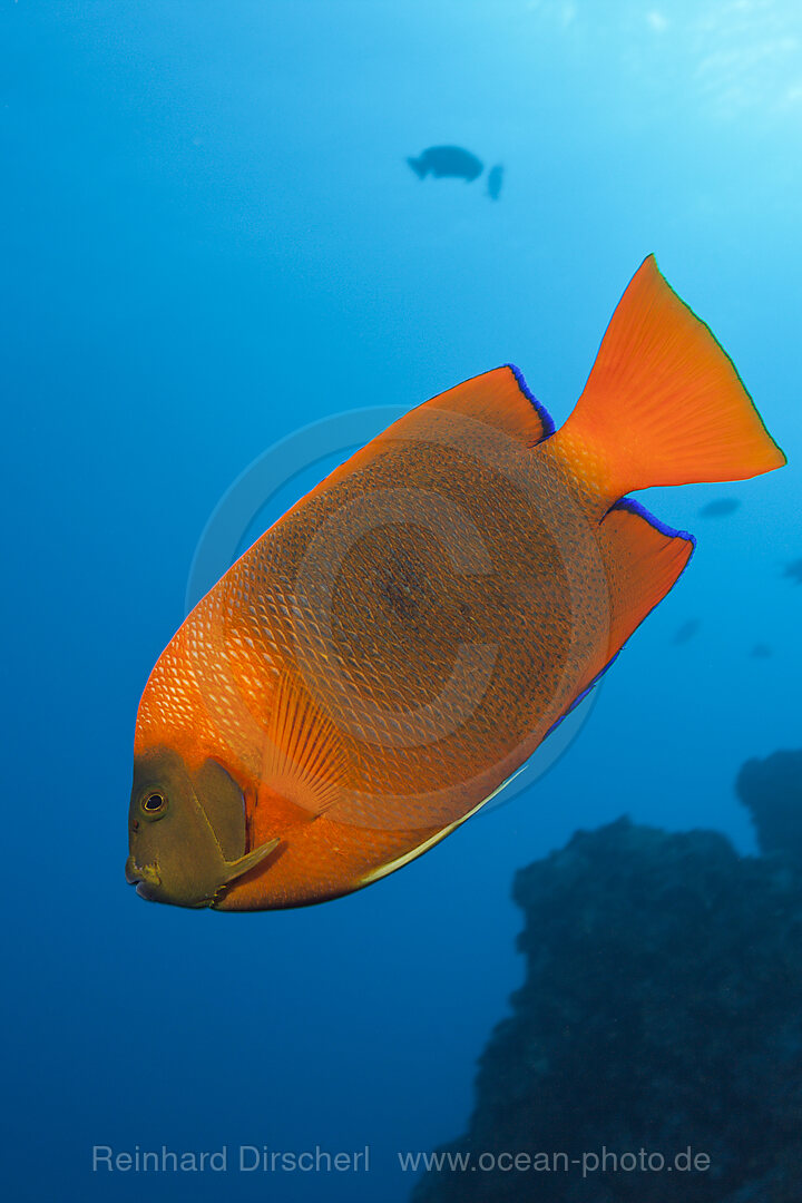 Clarion Angelfish, Holacanthus clarionensis, San Benedicto Revillagigedo Islands, Mexico