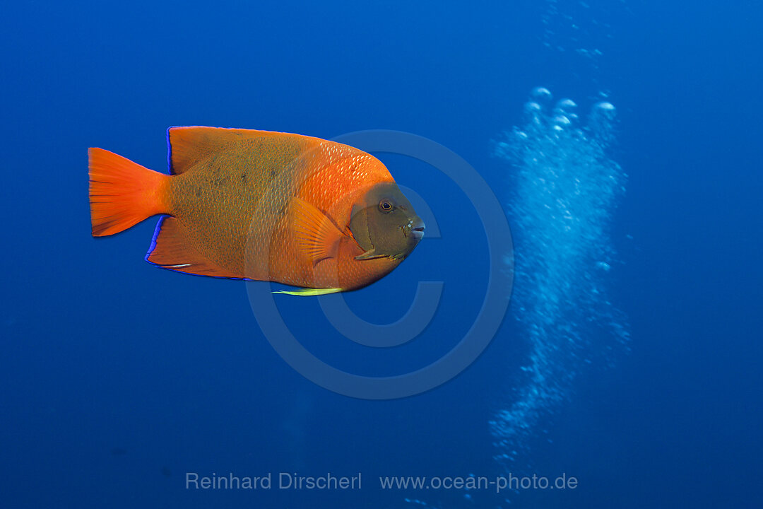 Orange-Prachtkaiserfisch