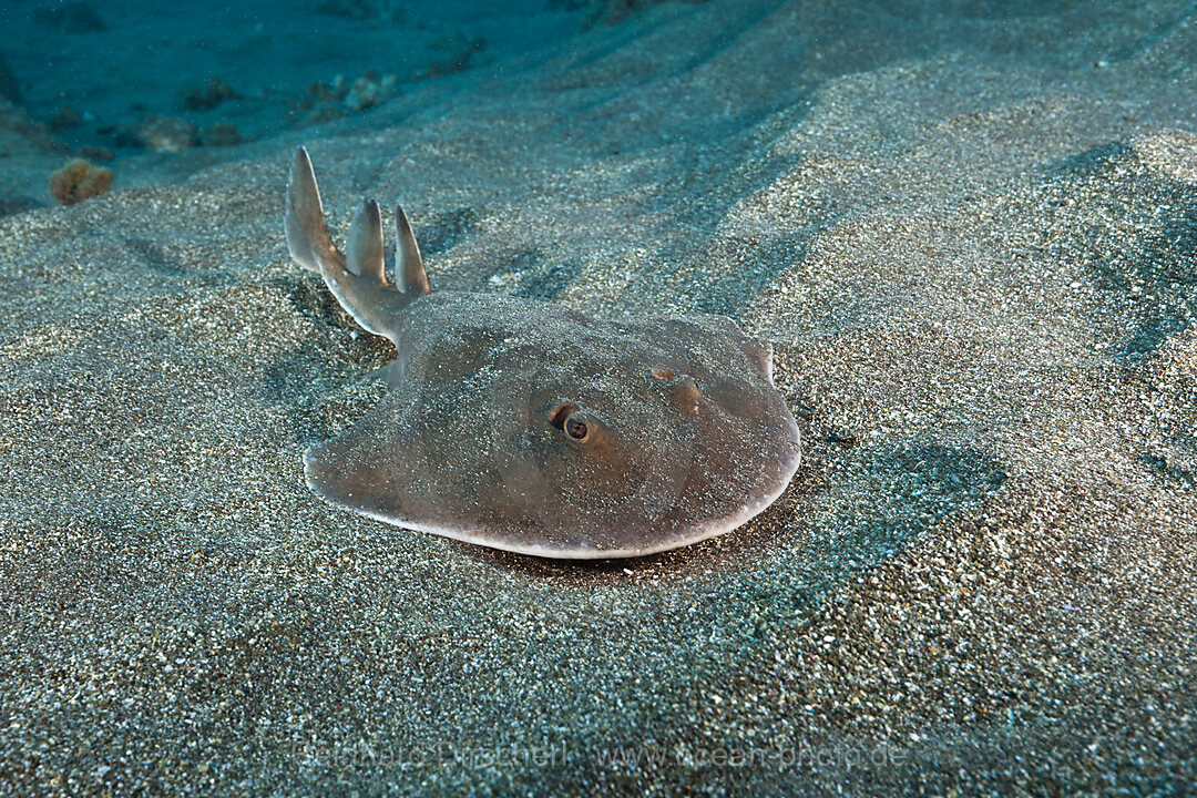 Juvenile Giant Electric Ray, Narcine entemedor, San Benedicto Revillagigedo Islands, Mexico