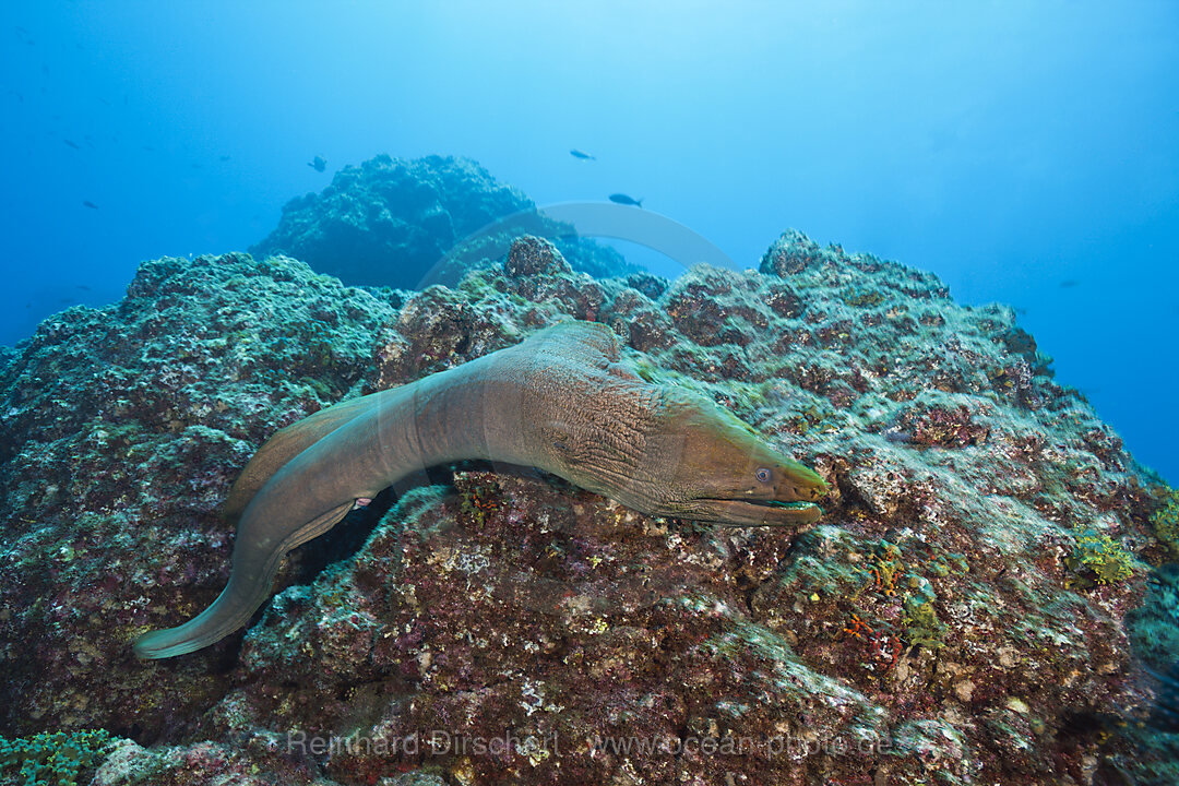 Gruene Muraene, Gymnothorax castaneus, San Benedicto Revillagigedo-Inseln, Mexiko