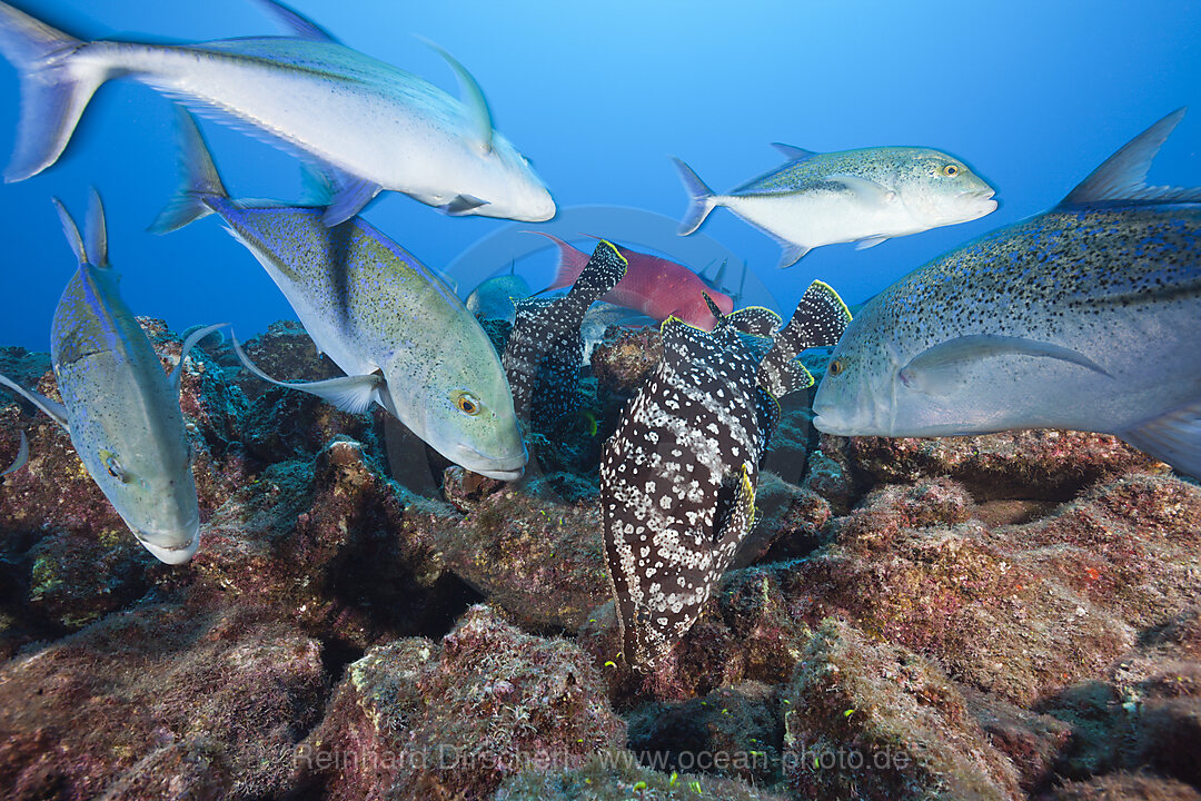 Blauflossen-Stachelmakrelen und Leder-Zackenbarsche jagen gemeinsam, Caranx melampygus, Dermatolepis dermatolepis, Socorro Revillagigedo-Inseln, Mexiko