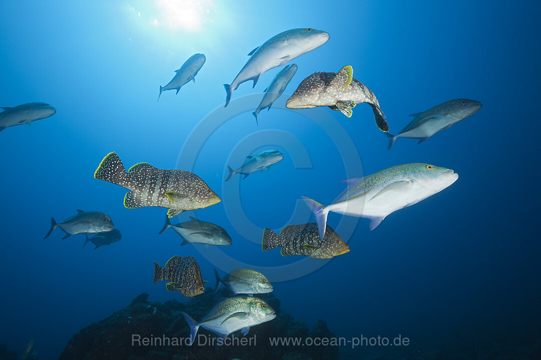 Blauflossen-Stachelmakrelen und Leder-Zackenbarsche jagen gemeinsam, Caranx melampygus, Dermatolepis dermatolepis, Socorro Revillagigedo-Inseln, Mexiko