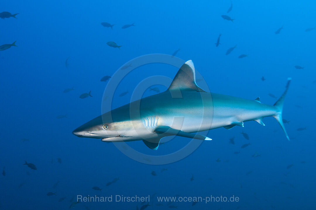 Silberspitzenhai, Carcharhinus albimarginatus, Roca Partida Revillagigedo-Inseln, Mexiko