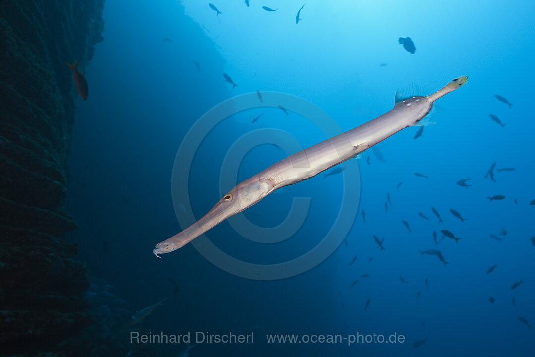 Trompetenfisch, Aulostomus chinensis, Socorro Revillagigedo-Inseln, Mexiko