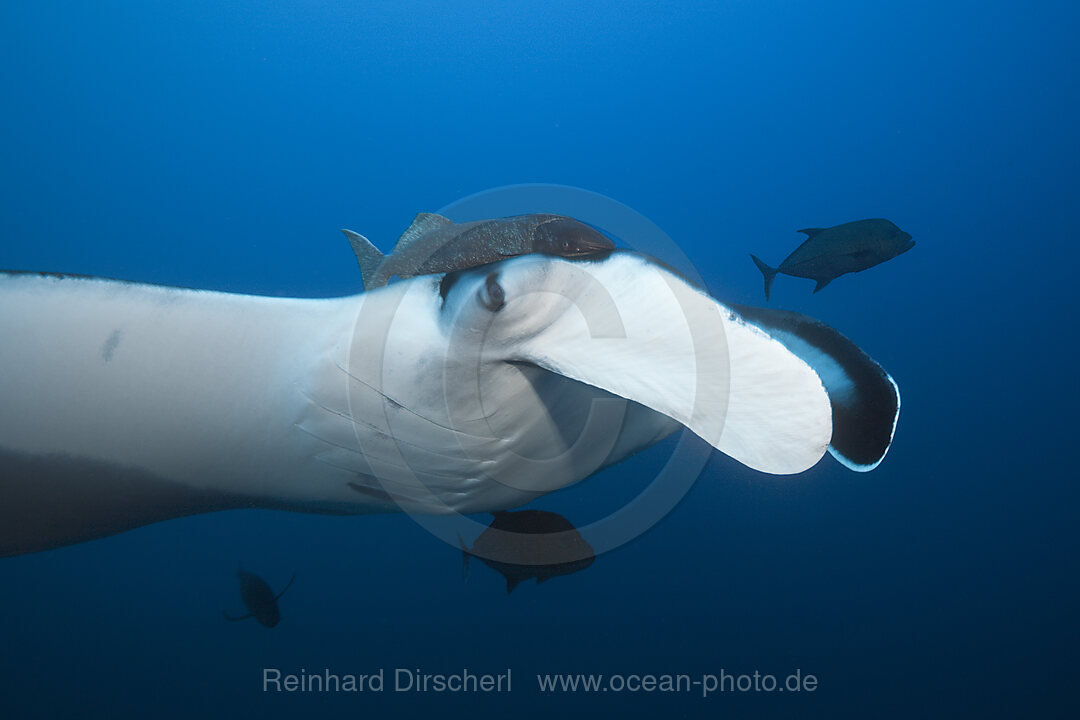 Manta