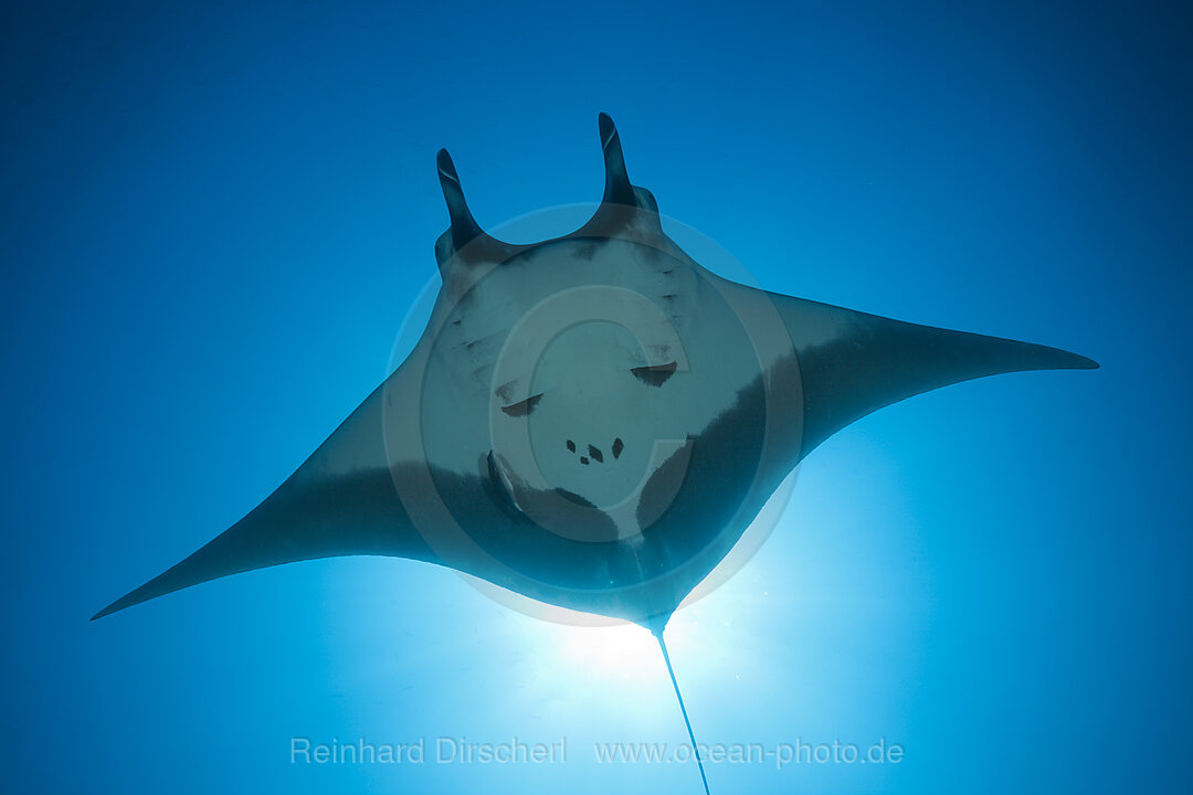 Manta, Manta birostris, San Benedicto Revillagigedo Islands, Mexico