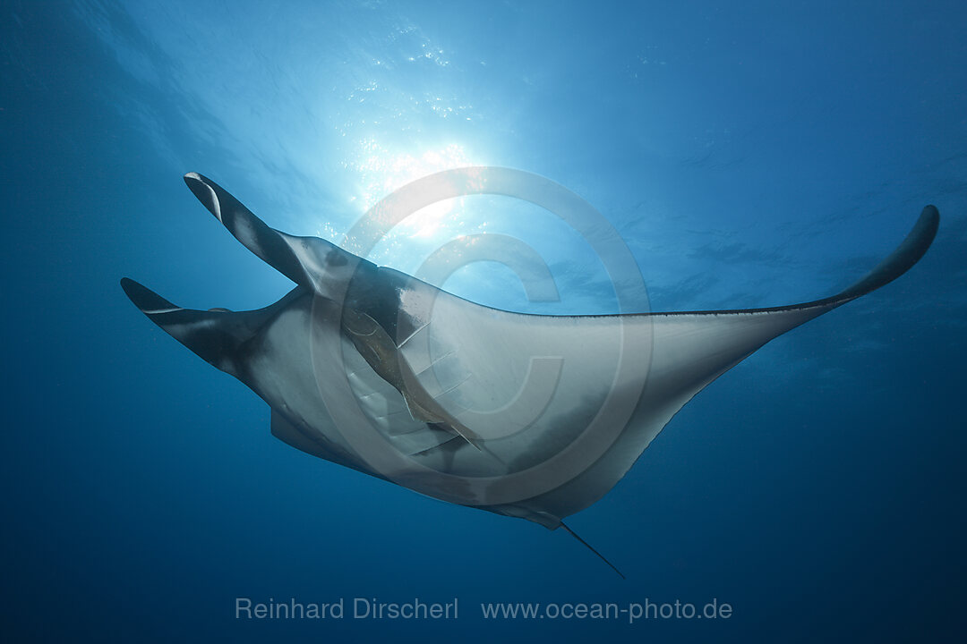 Manta, Manta birostris, San Benedicto Revillagigedo-Inseln, Mexiko