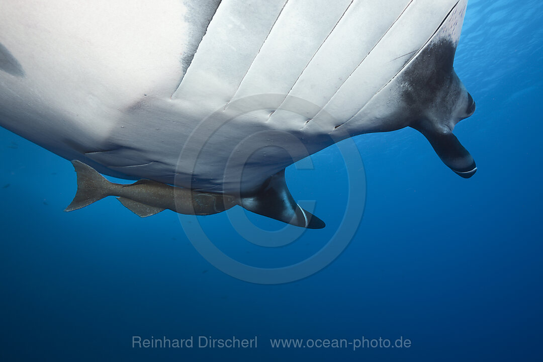 Manta, Manta birostris, Socorro Revillagigedo-Inseln, Mexiko