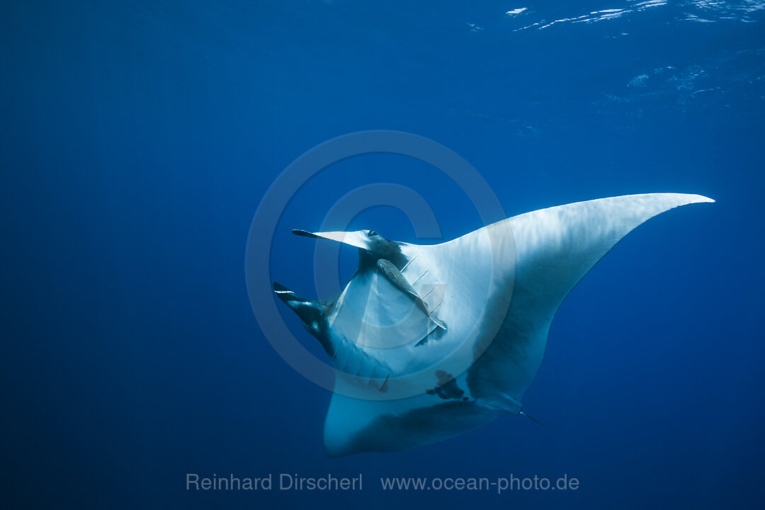 Manta
