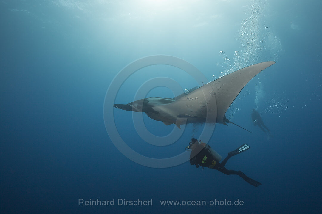 Taucher und Manta, Manta birostris, Roca Partida Revillagigedo-Inseln, Mexiko