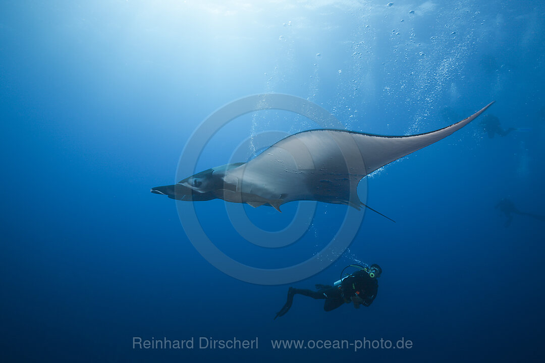 Taucher und Manta, Manta birostris, Roca Partida Revillagigedo-Inseln, Mexiko