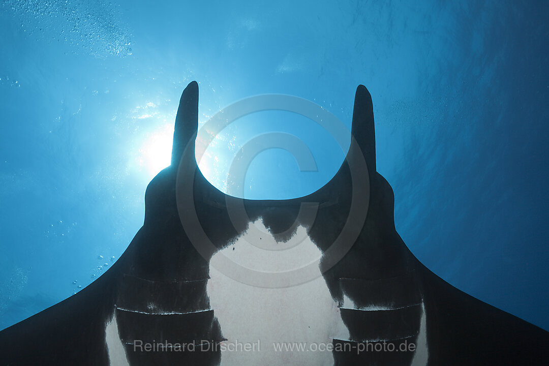 Manta