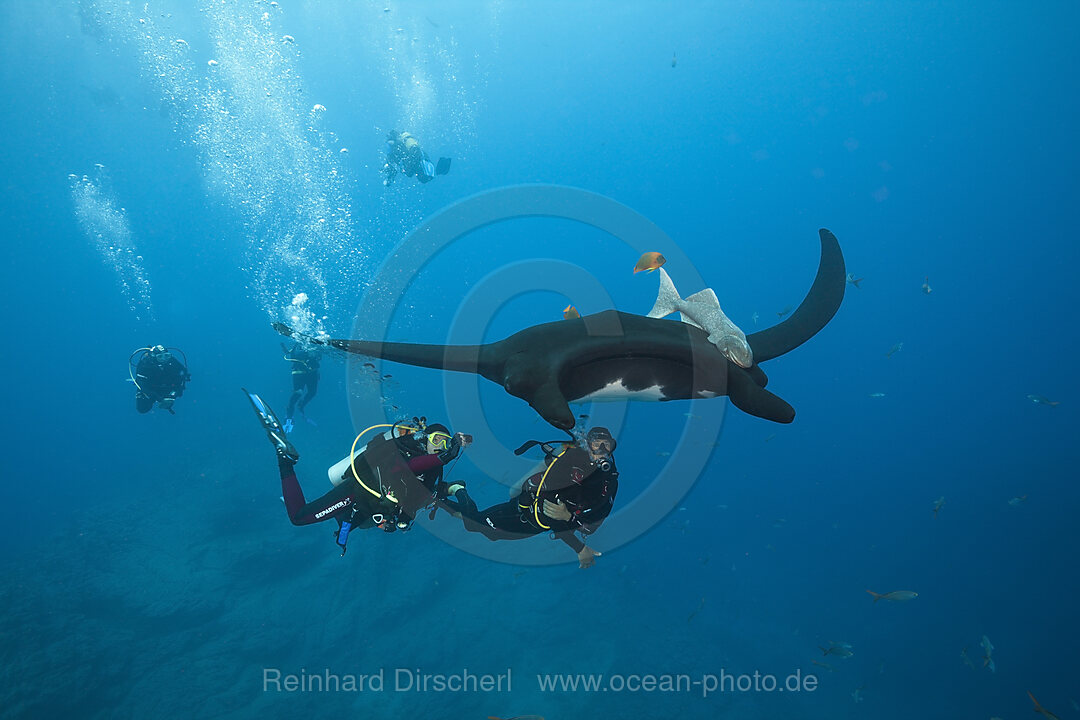 Scuba diver and Manta, Manta birostris, Socorro Revillagigedo Islands, Mexico