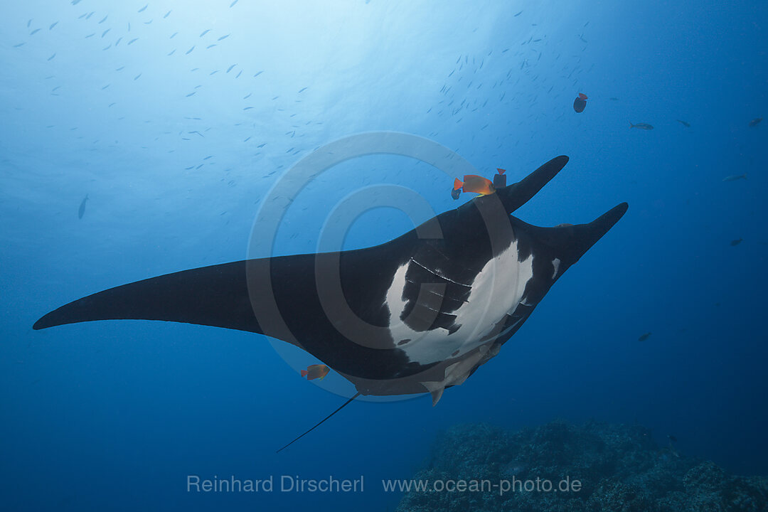 Manta, Manta birostris, Socorro Revillagigedo-Inseln, Mexiko