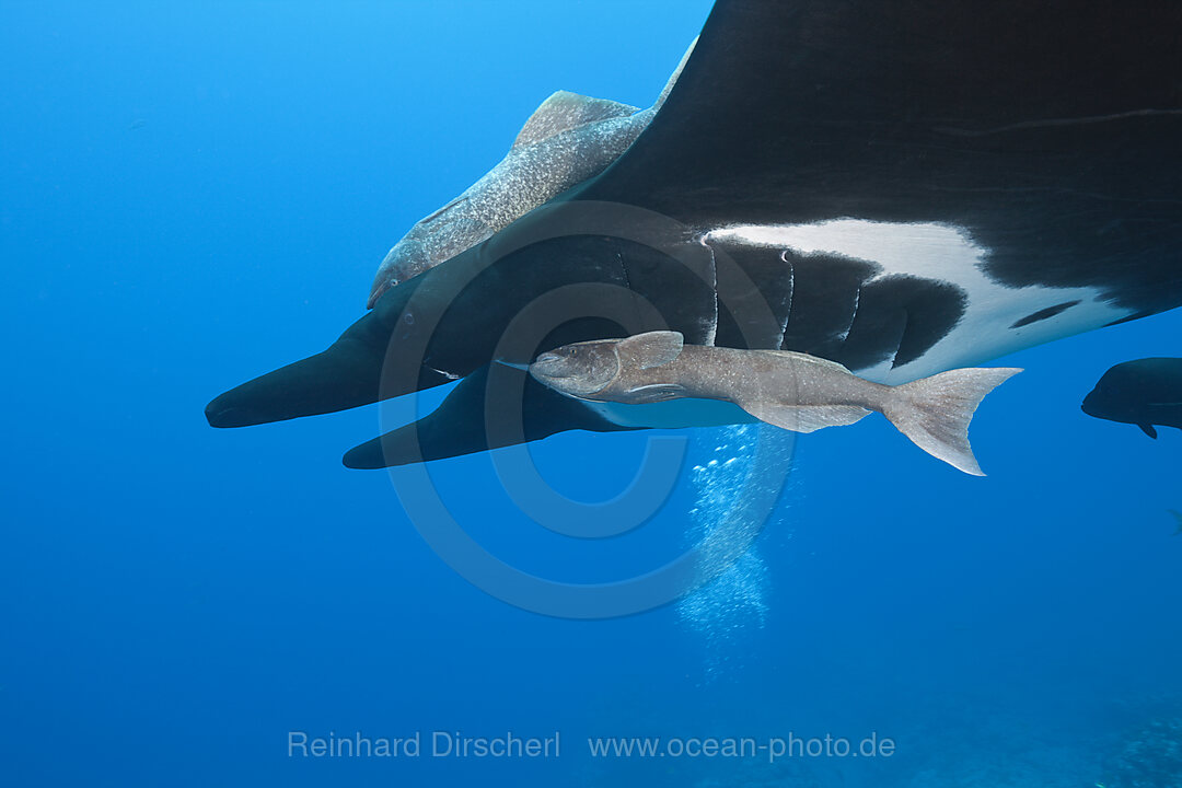 Manta, Manta birostris, Socorro Revillagigedo-Inseln, Mexiko