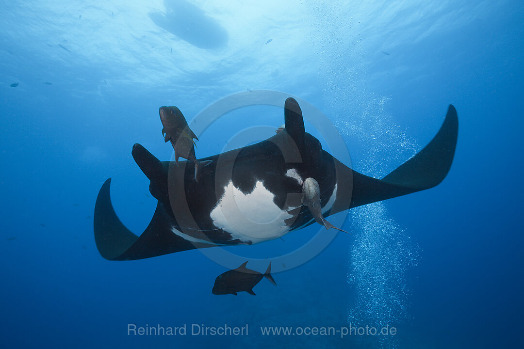 Manta, Manta birostris, Socorro Revillagigedo Islands, Mexico