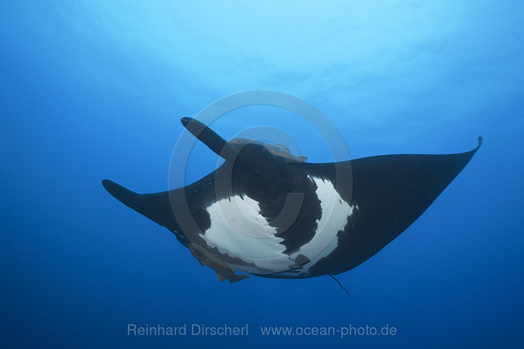 Manta, Manta birostris, Socorro Revillagigedo Islands, Mexico