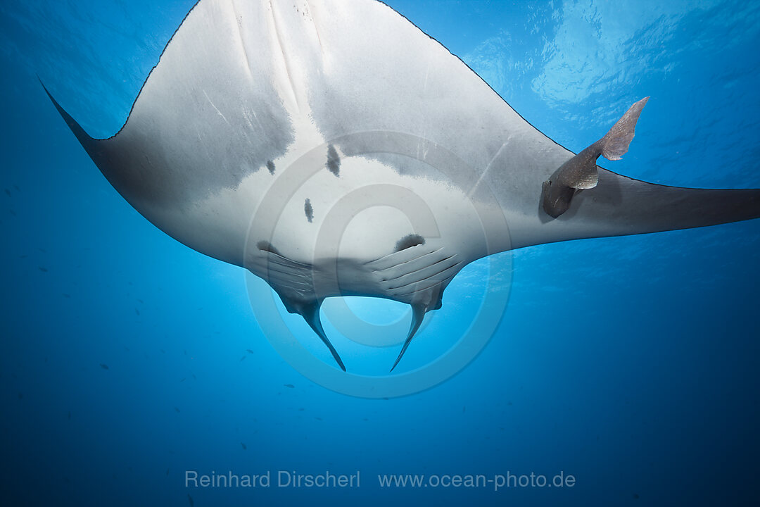 Manta, Manta birostris, Roca Partida Revillagigedo Islands, Mexico