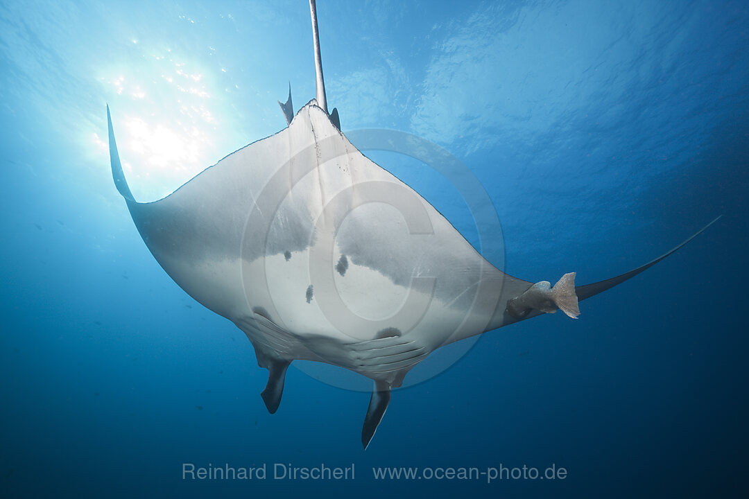 Manta, Manta birostris, Roca Partida Revillagigedo-Inseln, Mexiko