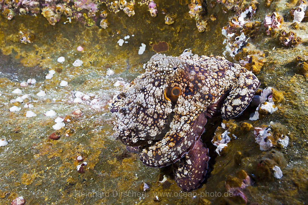 Common Octopus, Octopus vulgaris, Roca Partida Revillagigedo Islands, Mexico