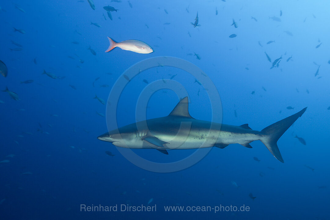 Galapagos Shark, Carcharhinus galapagensis, Roca Partida Revillagigedo Islands, Mexico