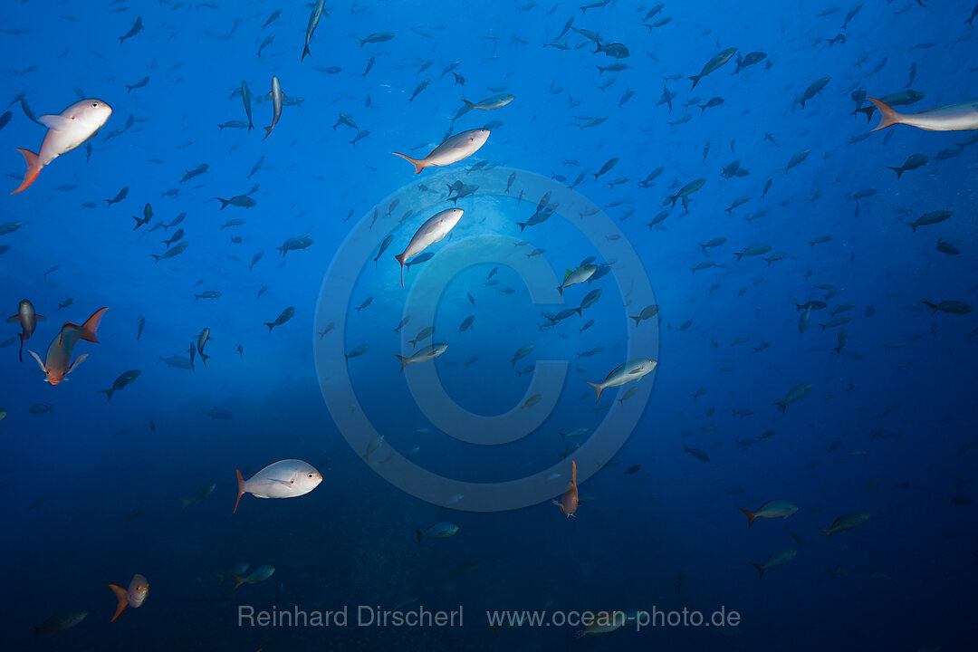 Kreolenbarsche, Paranthias colonus, Roca Partida Revillagigedo-Inseln, Mexiko