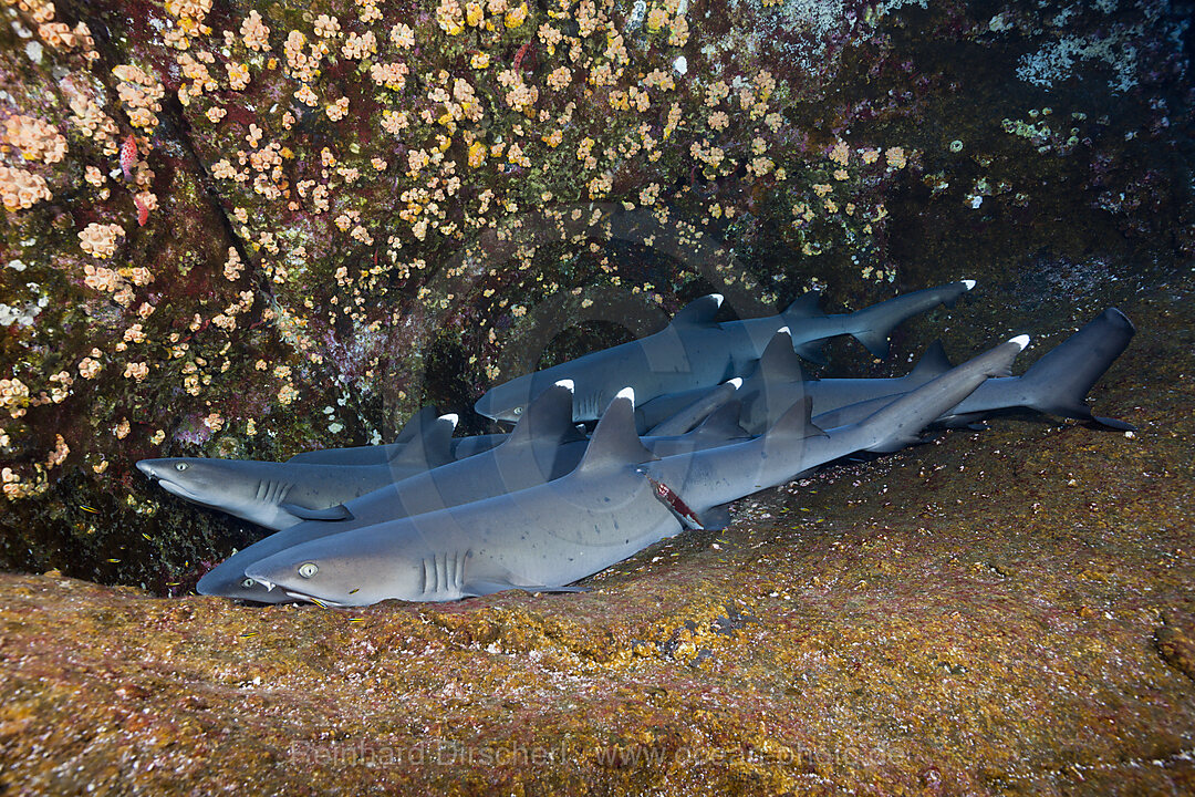 Whitetip Reef Shark resting in Cave