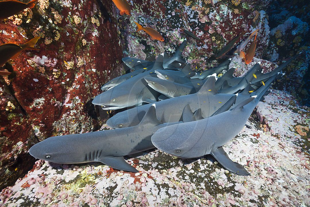 Whitetip Reef Shark resting in Cave