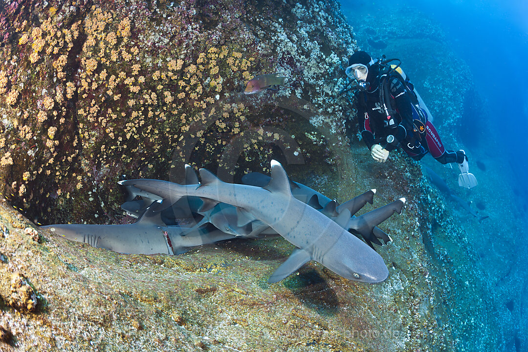 Whitetip Reef Shark resting in Cave