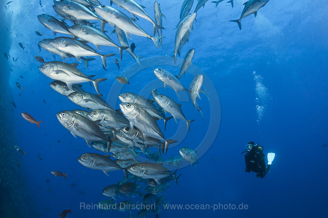 Taucher und Schwarm Grossaugen-Stachelmakrelen, Caranx sexfasciatus, Roca Partida Revillagigedo-Inseln, Mexiko