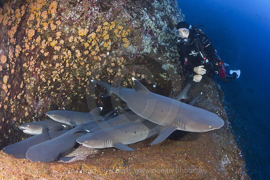 Whitetip Reef Shark resting in Cave, Triaenodon obesus, Roca Partida Revillagigedo Islands, Mexico