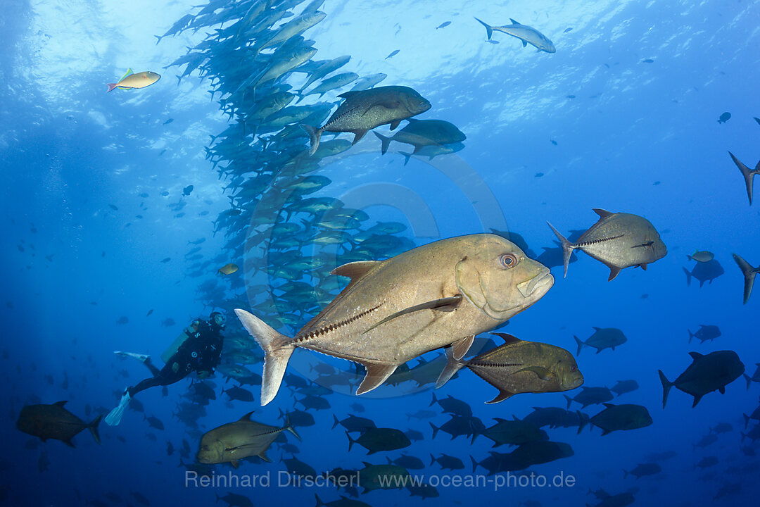 Schwarze Stachelmakrelen, Caranx lugubris, Socorro Revillagigedo-Inseln, Mexiko