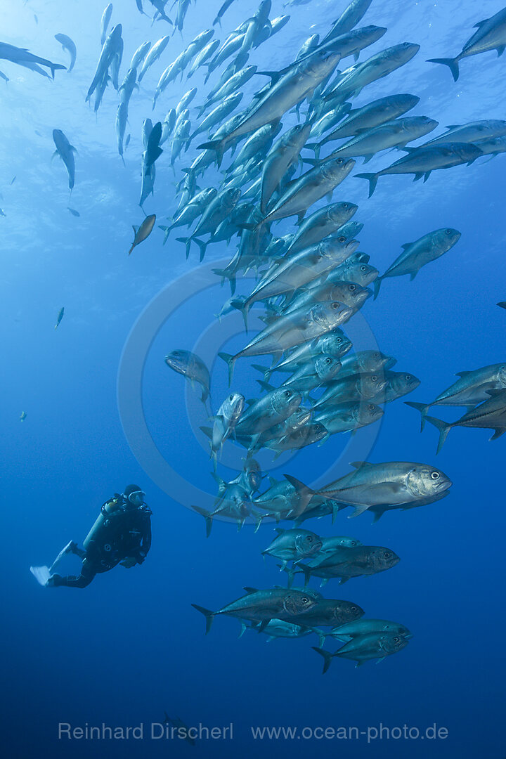 Taucher und Schwarm Grossaugen-Stachelmakrelen, Caranx sexfasciatus, Socorro Revillagigedo-Inseln, Mexiko