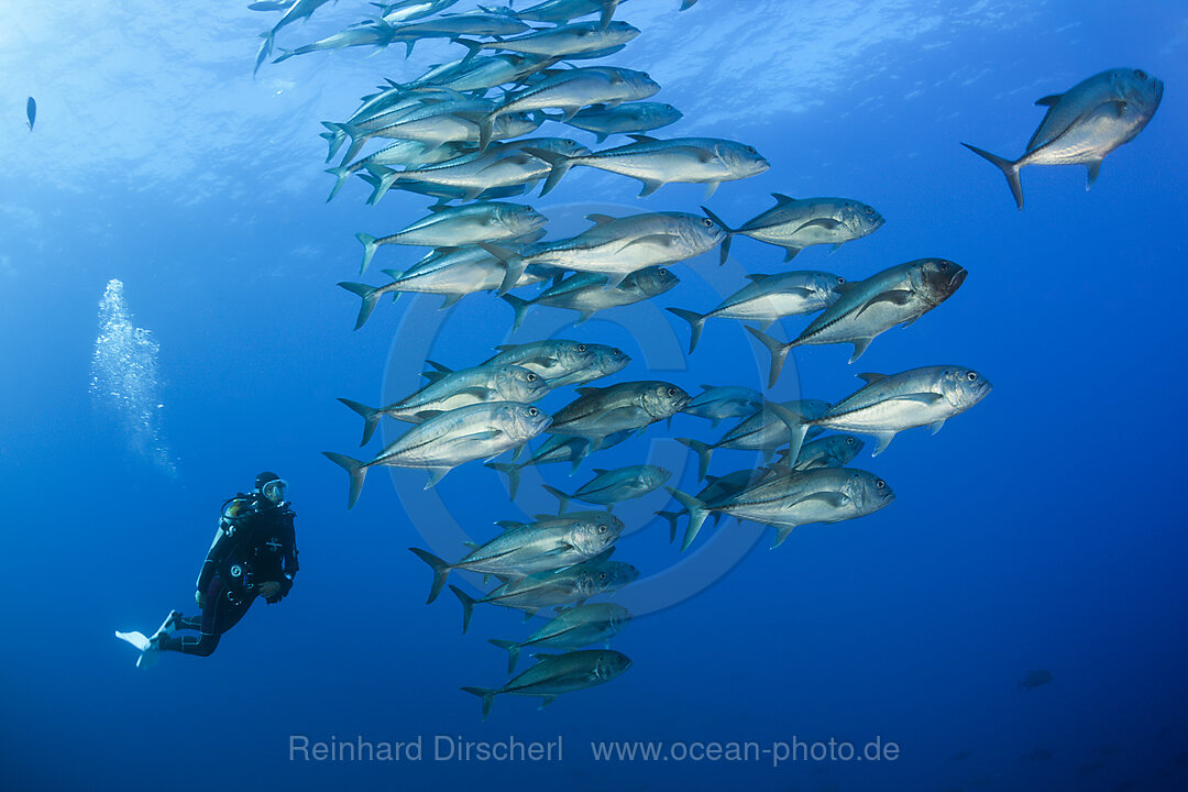 Taucher und Schwarm Grossaugen-Stachelmakrelen, Caranx sexfasciatus, Roca Partida Revillagigedo-Inseln, Mexiko