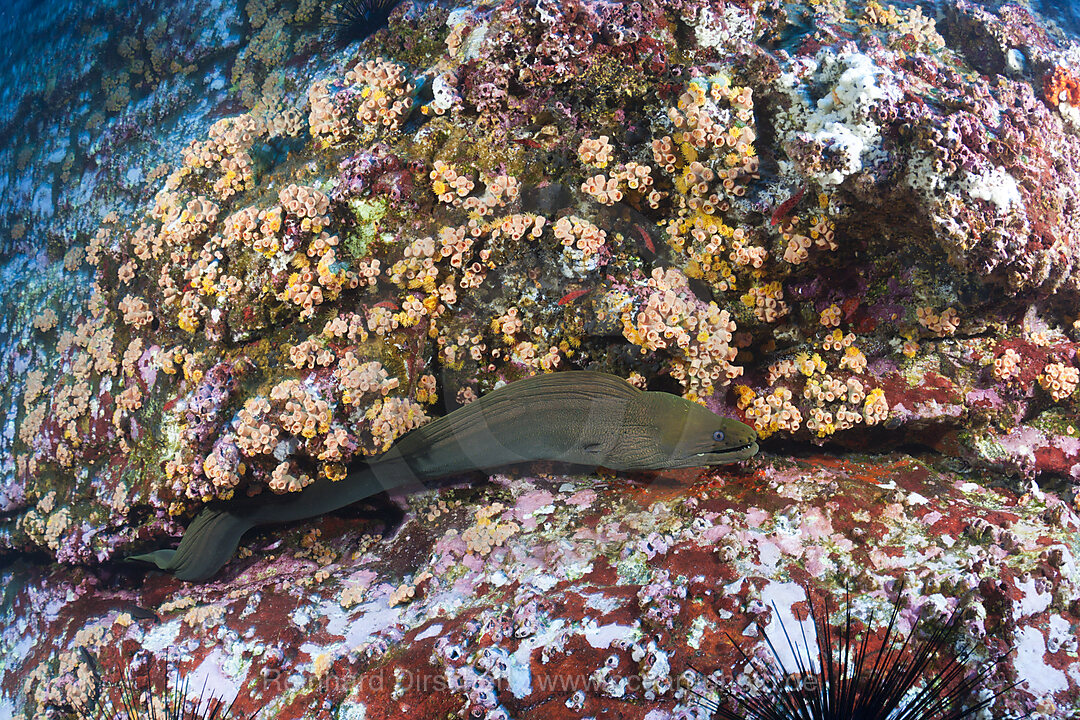 Panamic Green Moray Eel, Gymnothorax castaneus, Socorro Revillagigedo Islands, Mexico