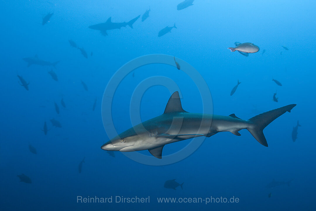 Galapagos Shark, Carcharhinus galapagensis, Socorro Revillagigedo Islands, Mexico