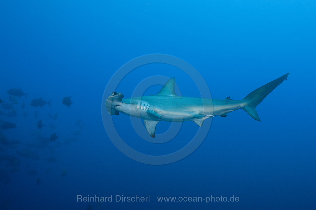 Scalloped Hammerhead Shark, Sphyrna lewini, Roca Partida Revillagigedo Islands, Mexico