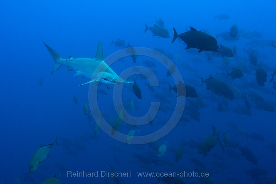 Scalloped Hammerhead Shark