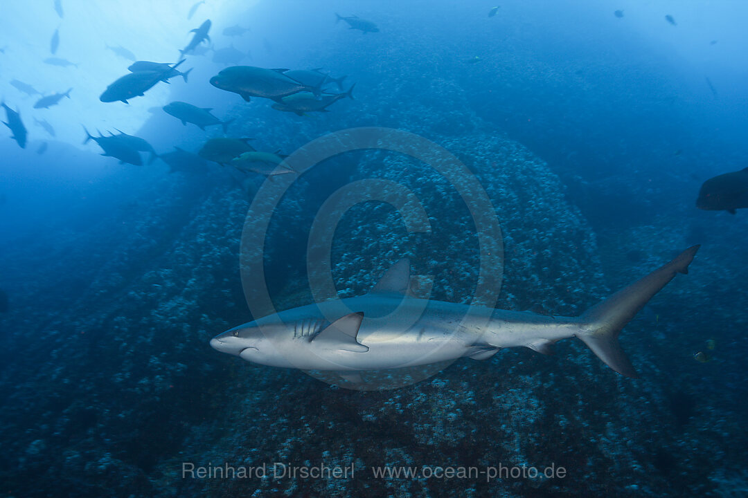 Galapagoshai, Carcharhinus galapagensis, Roca Partida Revillagigedo-Inseln, Mexiko