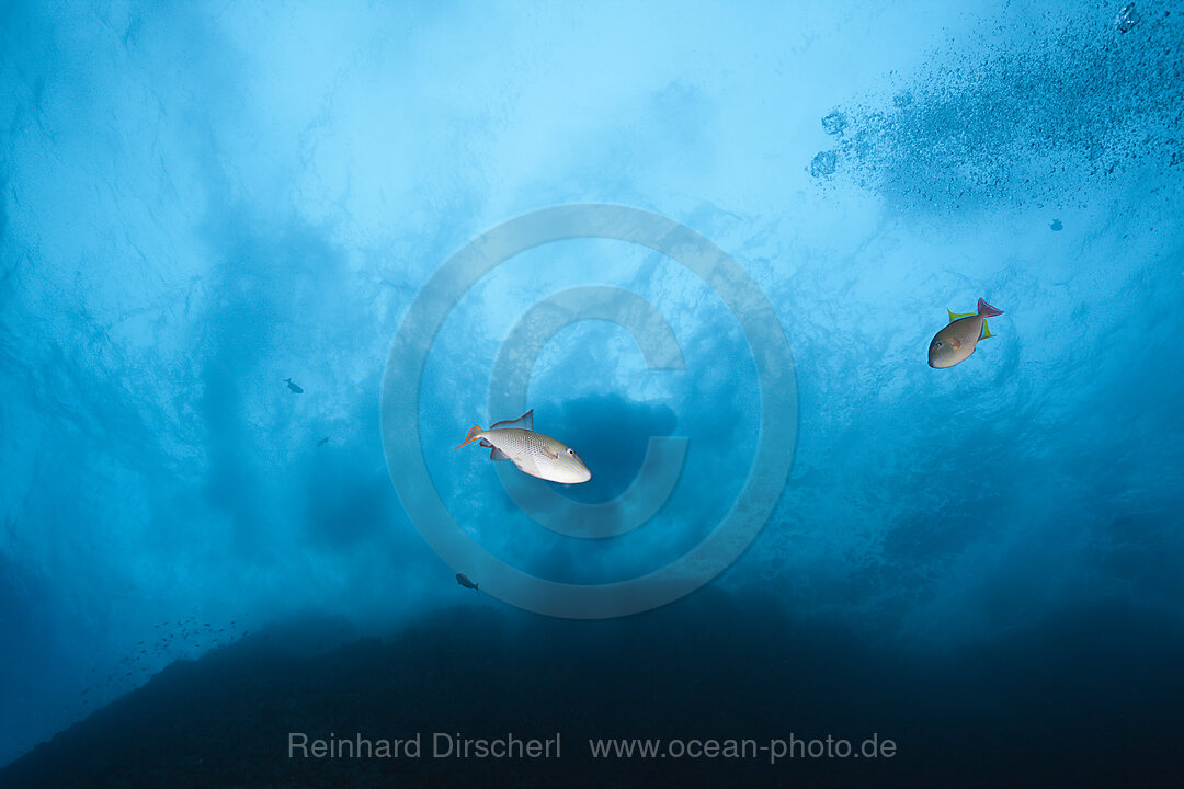 Tiefsee-Drueckerfisch, Xanthichthys mento, Roca Partida Revillagigedo-Inseln, Mexiko