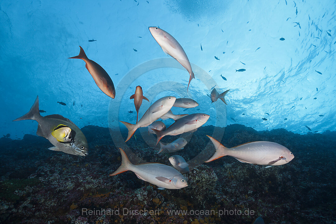 Pacific Creolefish