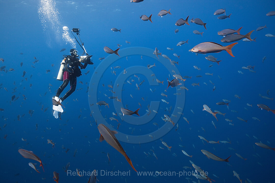 Taucher und Kreolenbarsche, Paranthias colonus, Socorro Revillagigedo-Inseln, Mexiko