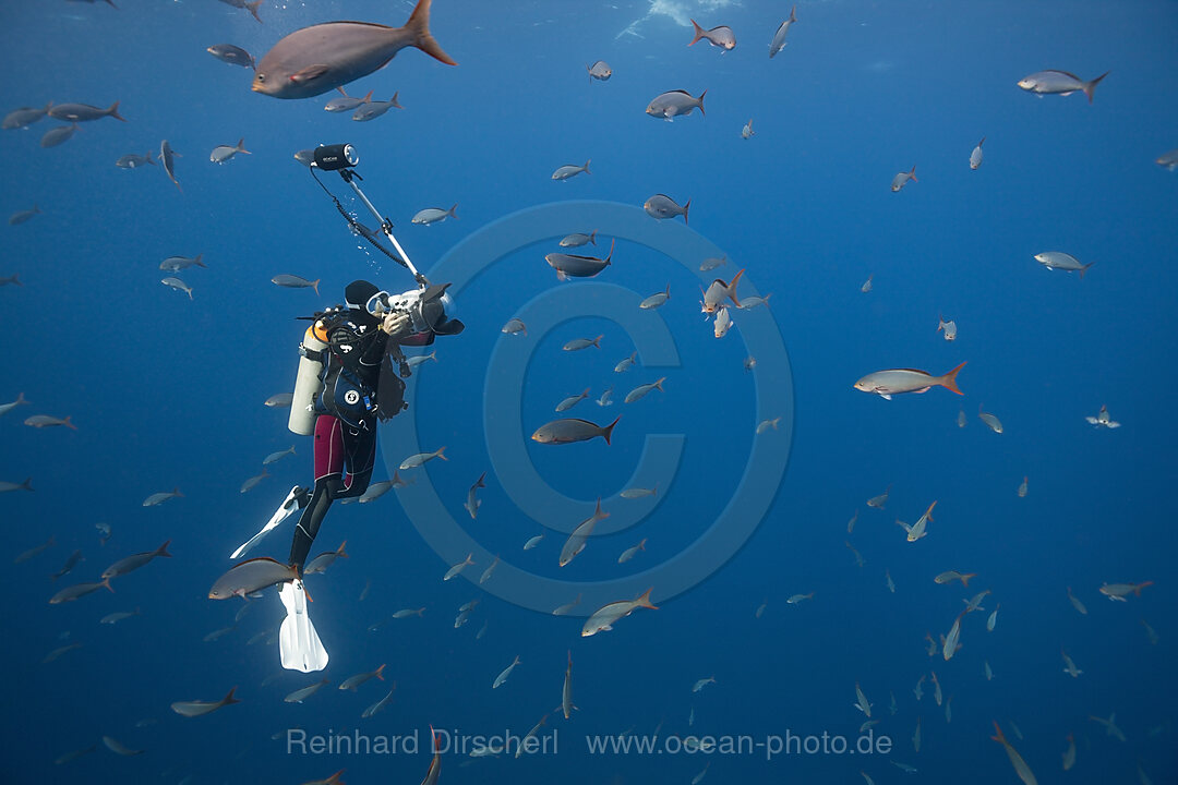 Taucher und Kreolenbarsche