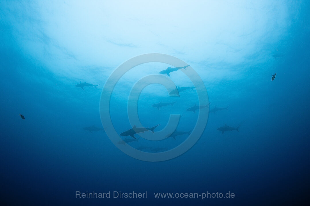 Galapagoshaie, Carcharhinus galapagensis, Socorro Revillagigedo-Inseln, Mexiko