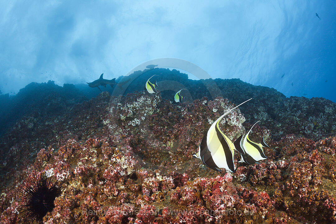 Halfterfische