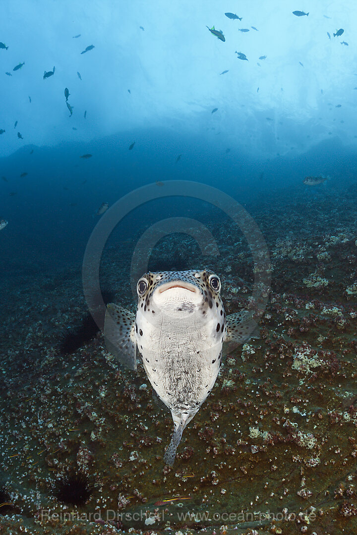 Gepunkteter Igelfisch